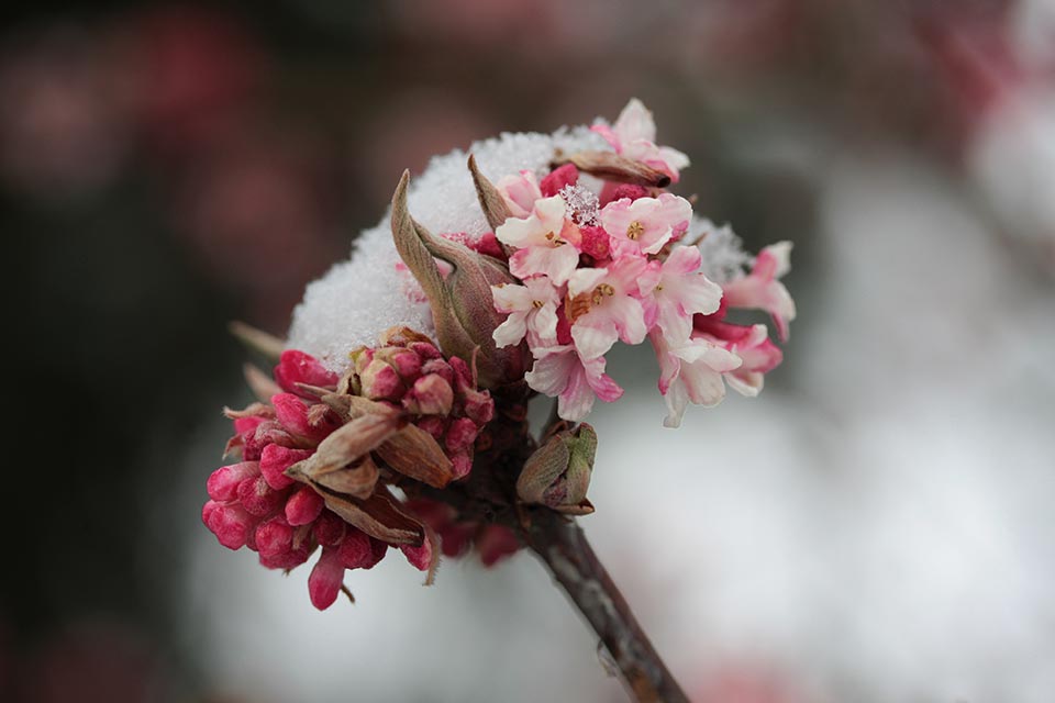 Blühen im Schnee - Januar 2013