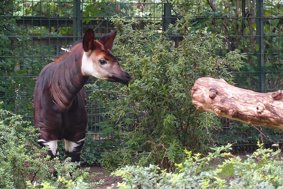 Zoologischer Garten Berlin, Okapi, Sept. 2013, Olympus XZ-1