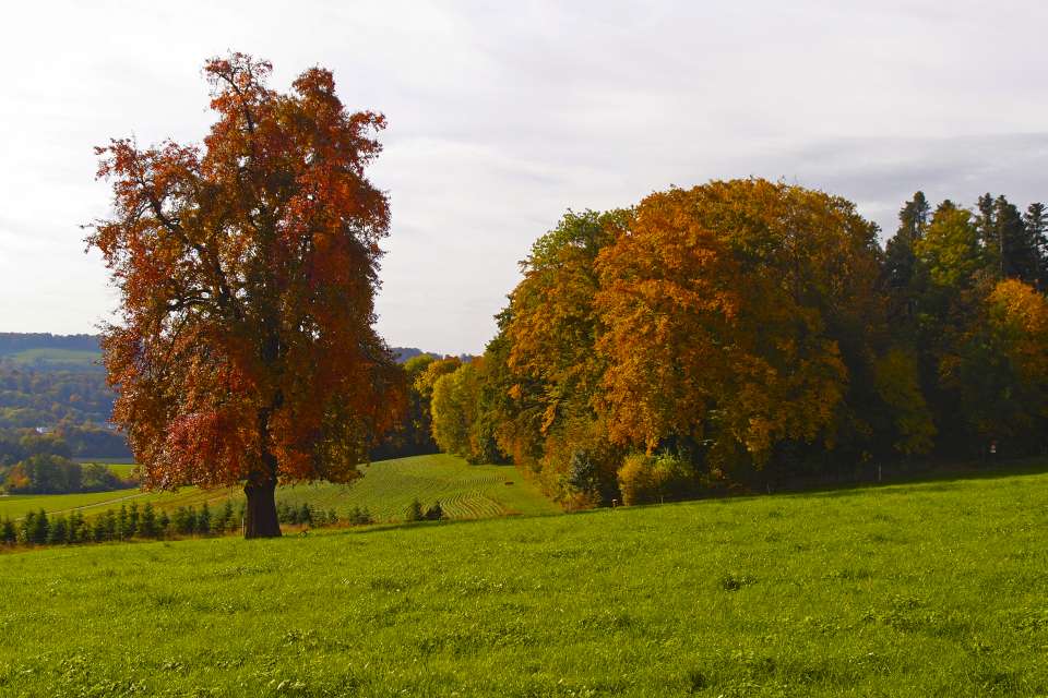 Birnbaum im Herst, vor einer Laubwaldecke - Oktober 2013, Olympus XZ-1