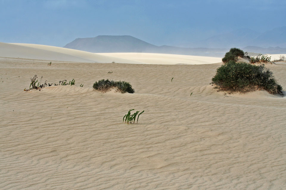 Fuerteventura - Nationalpark bei Corralejo, Leben im Sand - März 2014 - Canon EOS 350D by Lookabout´s Wife