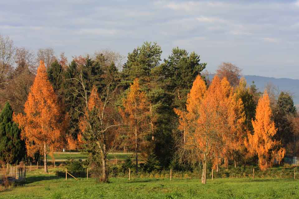 Herbstlodern - Nov. 2011