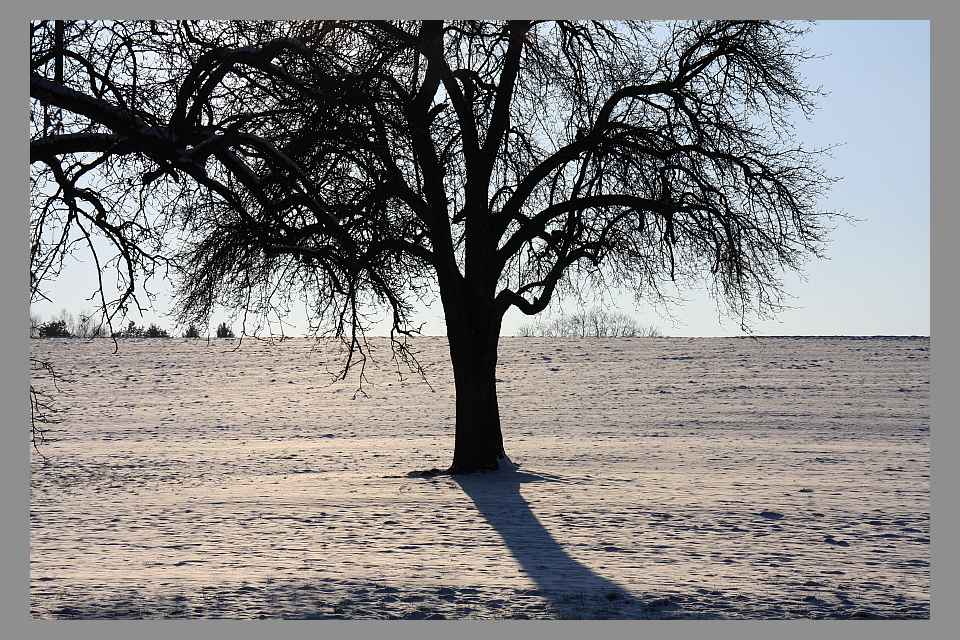 Baum mit Bodenfrost - Jan. 2012