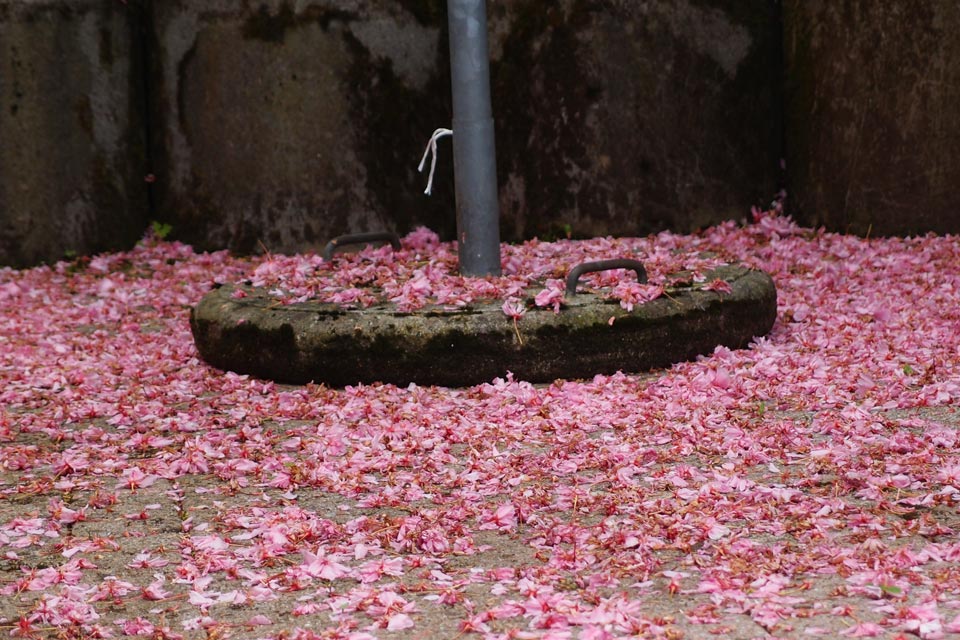Japanische Kirsche - die Pracht dauert nur kurz, Mai 2012, KK