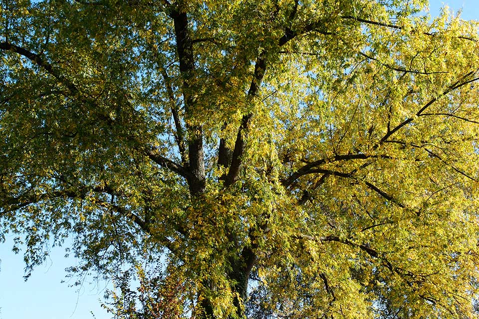 Herbstkrone - Oktober 2012 - KK