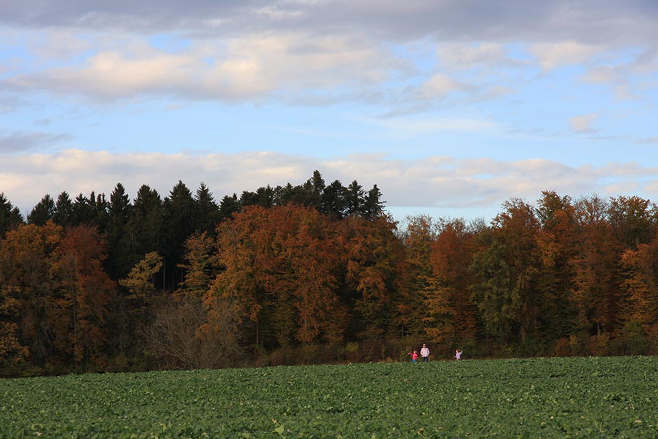 Kulturland, Herbstwald, November 2012