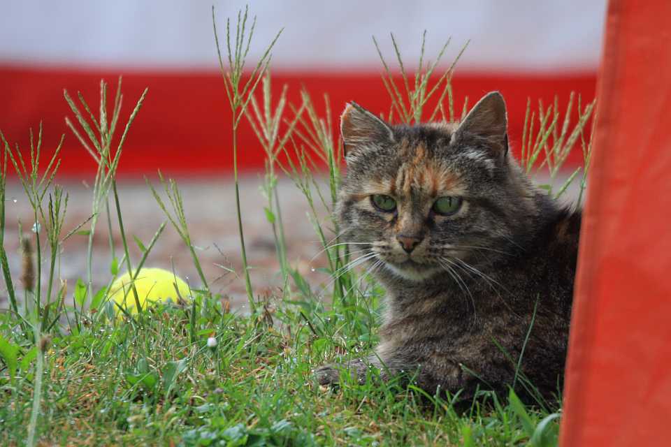 Wildkatze, vom Tennisclub adoptiert, August 2011