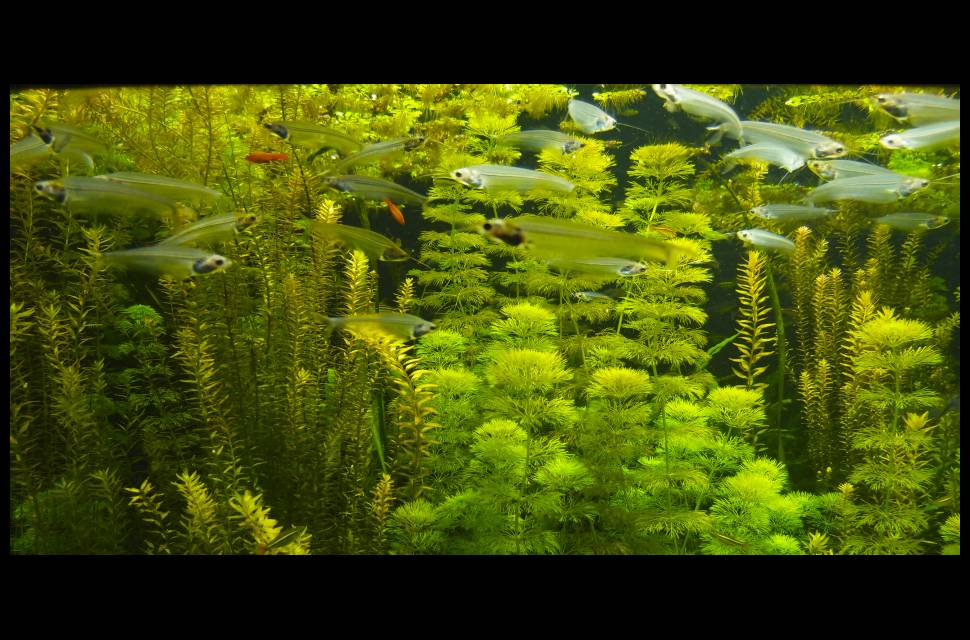 Aquarium, Zoo Berlin, Sept. 2013, Olympus XZ-1