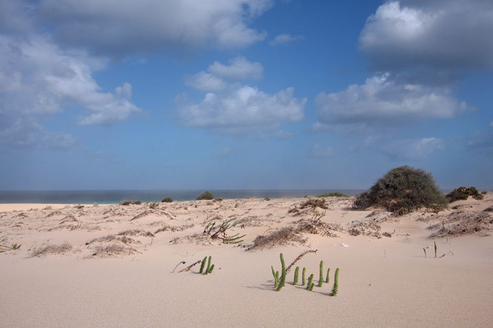 Fuerteventura - Nationalpark bei Corralejo, Leben im Sand - März 2014 - Canon EOS 40D