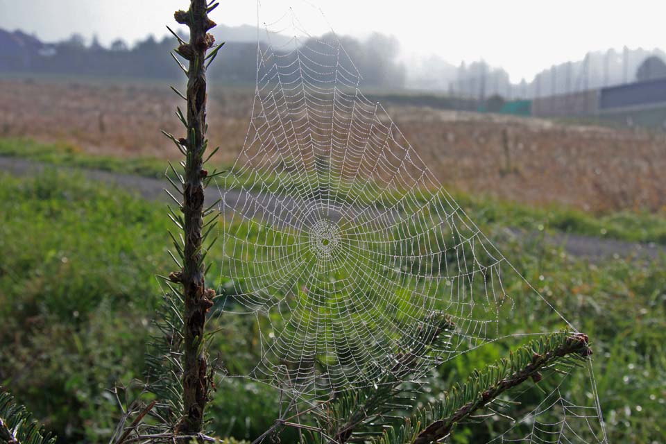 Spinnennetz mit Morgentau in einer Baumschule, Sept. 2011