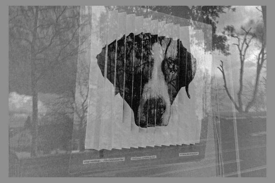 Hund und Mensch - Feb. 2012