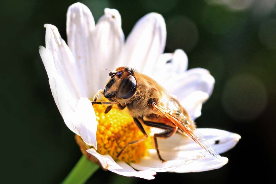 Biene in Freundes Garten, Juli 2011
